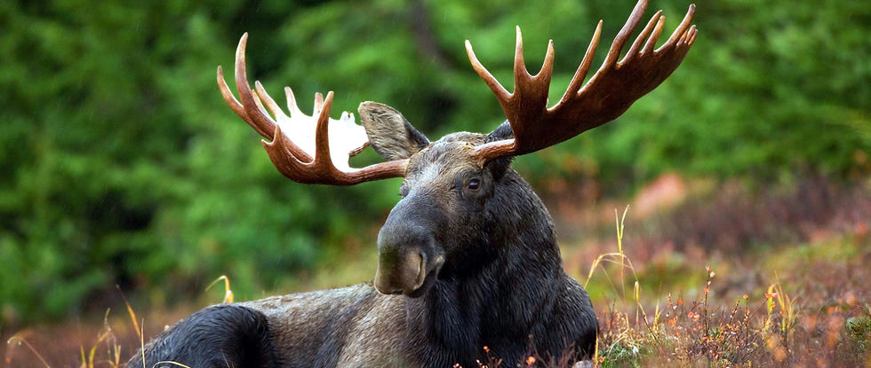 älg tjur med stora horn