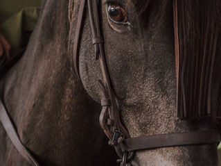 Come usare correttamente lo spray districante per la criniera del cavallo