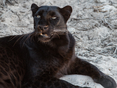 Thoughts Inspiration Education:
Black Panther The Movie