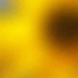 Florboxoxo Flower Facts Sunflowers Yellow Center Flowers Helianthus annuus var. nanus Types of Sunflowers