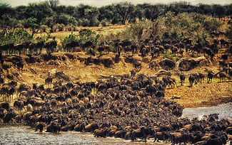 6 Days – Serengeti Wildebeest Migration Safari & Ngorongoro