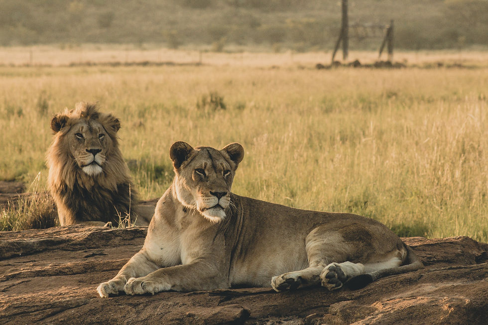 Image by Wade Lambert