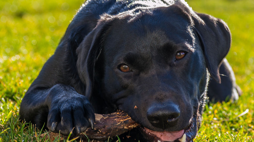 Black dog chewing a stick playfully on vibrant green grass, with sunlight highlighting its fur. The setting appears relaxed and lively.