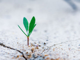 SPROUT, GROW ROOTS, EXPAND AND THRIVE