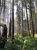 Tall forest trees with sunlight filtering through