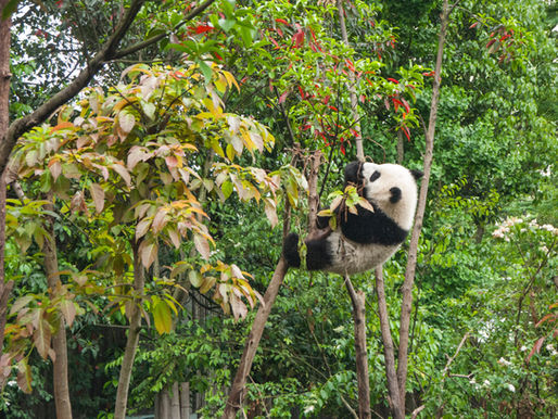 Panda Ark & Panda Volunteer Program at Dujiangyan