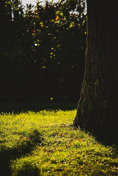 Image by Zane Lee
