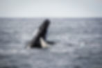 Whale watching in Kaikoura New Zealand is a fantastic opportunity to get to know the wildlife