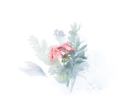 Image by Evie S.