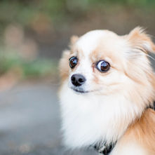 Fluffy Chihuahua with wide eyes, wearing a black harness, stands alert on a blurred green and gray background.