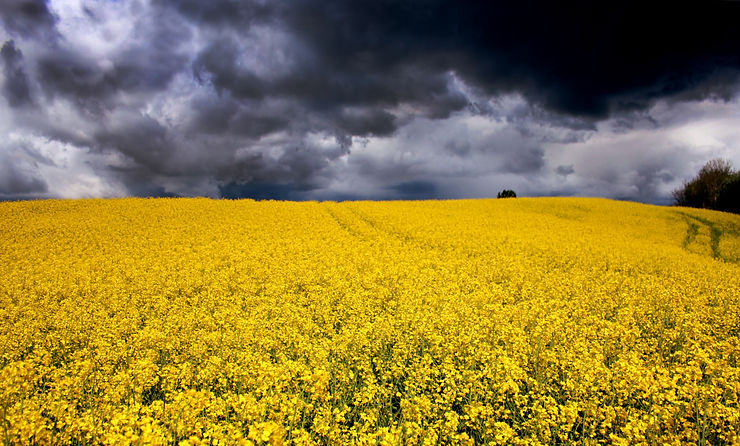 field of rapeseed with dark clouds above