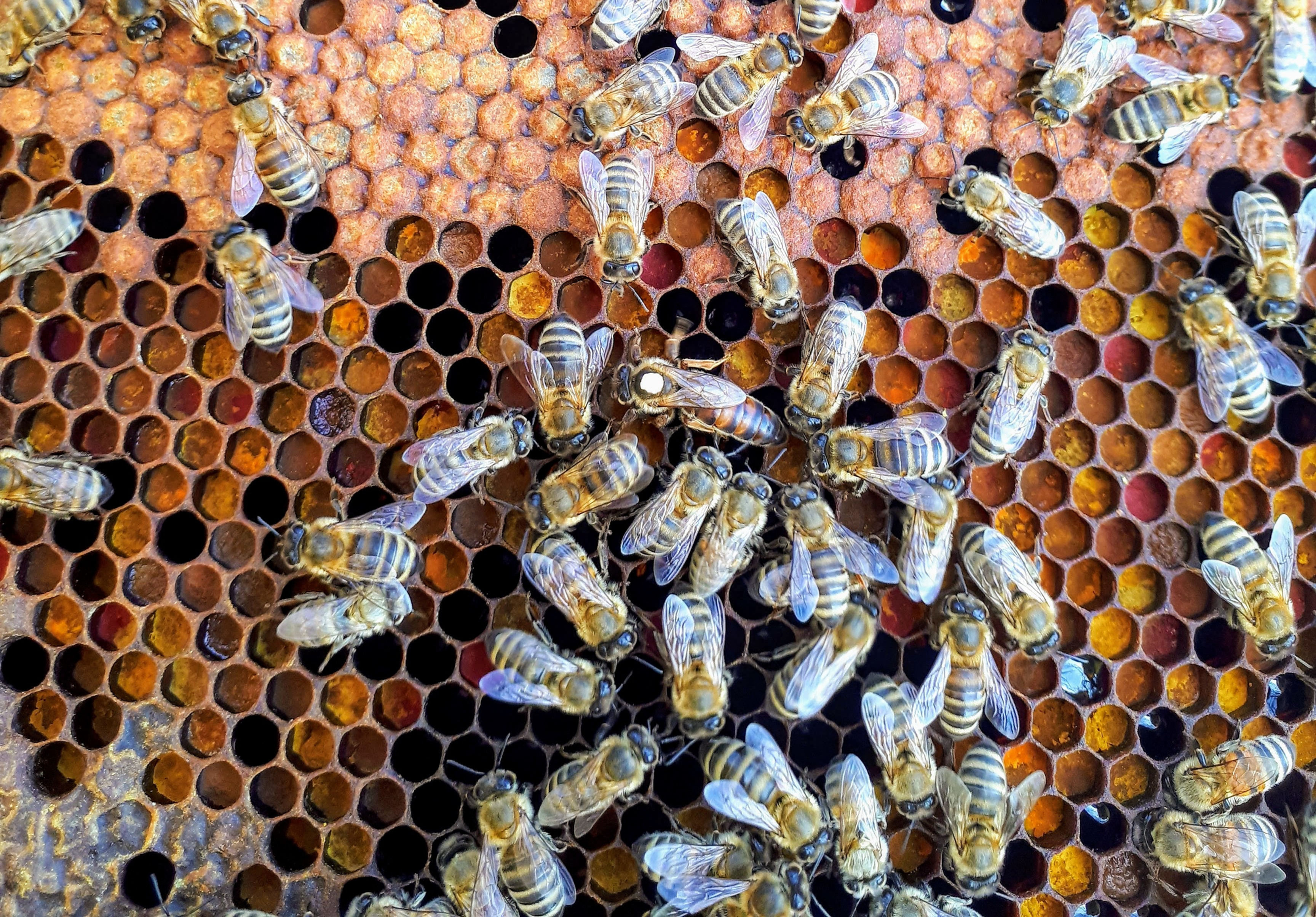 Buckfast queen bee surrounded by Buckfast bees in a hive, raised locally in Buckinghamshire