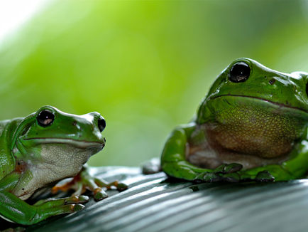 A serenata das Poças