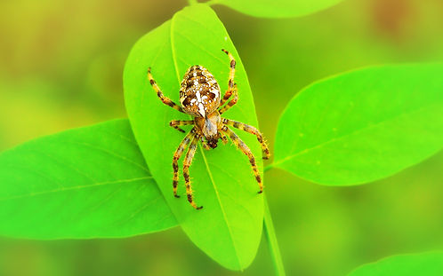 Image by Krzysztof Niewolny