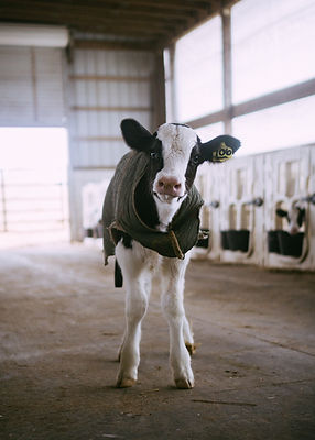 Image by Amber Kipp