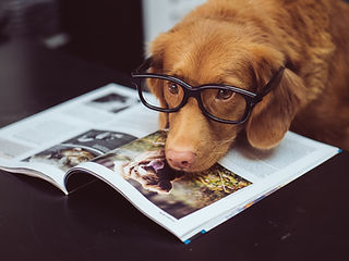 conseils en éducation dog hapiness grenoble