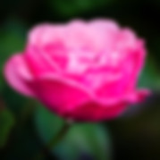 Image by Darren Coleshill