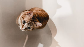 FIP in Cats Treatment: Embracing Hope and Progress