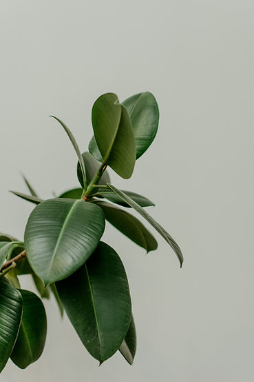 Green plant | Anxiety can be regulated by therapy coping skills | Start today at Boundless | 10019 | 10018