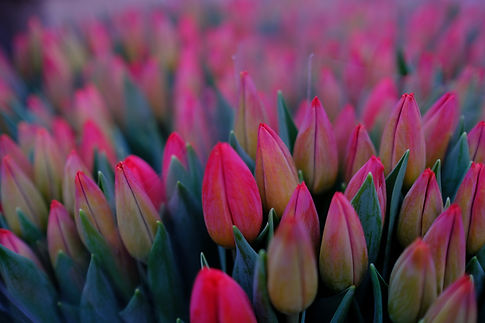 Image by freestocks
