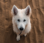 Image by Tom Verdoot