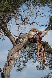 6 Day Camping Safari Tanzania