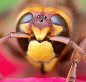 Image by Hamish Secrett