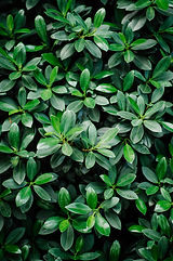 Image by CHUTTERSNAP