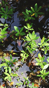 Image by The Tampa Bay Estuary Program