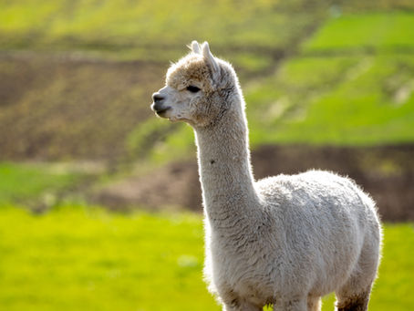 Le lama grincheux