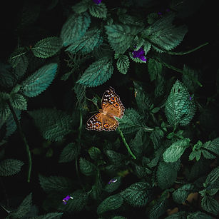 Image by Chan Nyein