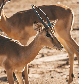 Image by Filiz Elaerts