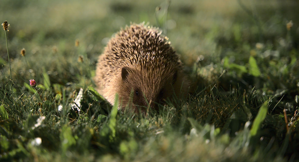Image by Stefan Heinemann