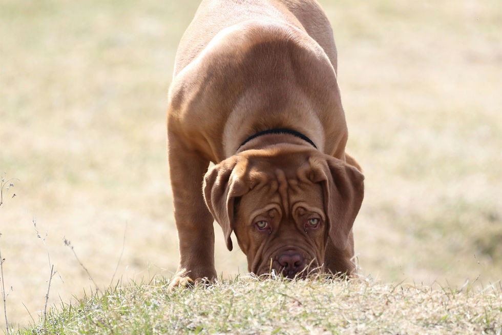 The Benefits of Letting Your Dog Sniff