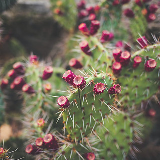 Image by Morgane Le Breton