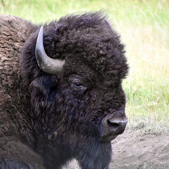 Image by Lauren Lopes