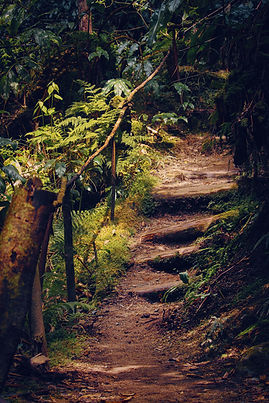 Forest trail symbolizing recovery and movement progress, representing Back2Brain Chiropractic’s sports injury rehabilitation in O’Fallon, MO. Image by Tom Swinnen