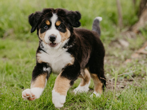 Recall: Helping Your Dog Want to Come Back to You