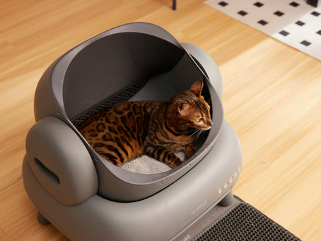Bengalkatze in einem grauen elektrischen Katzenklo
