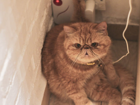 Healthy Weight, Happy Pet: Why Weight Management Matters