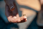 Image by Alvéole Buzz