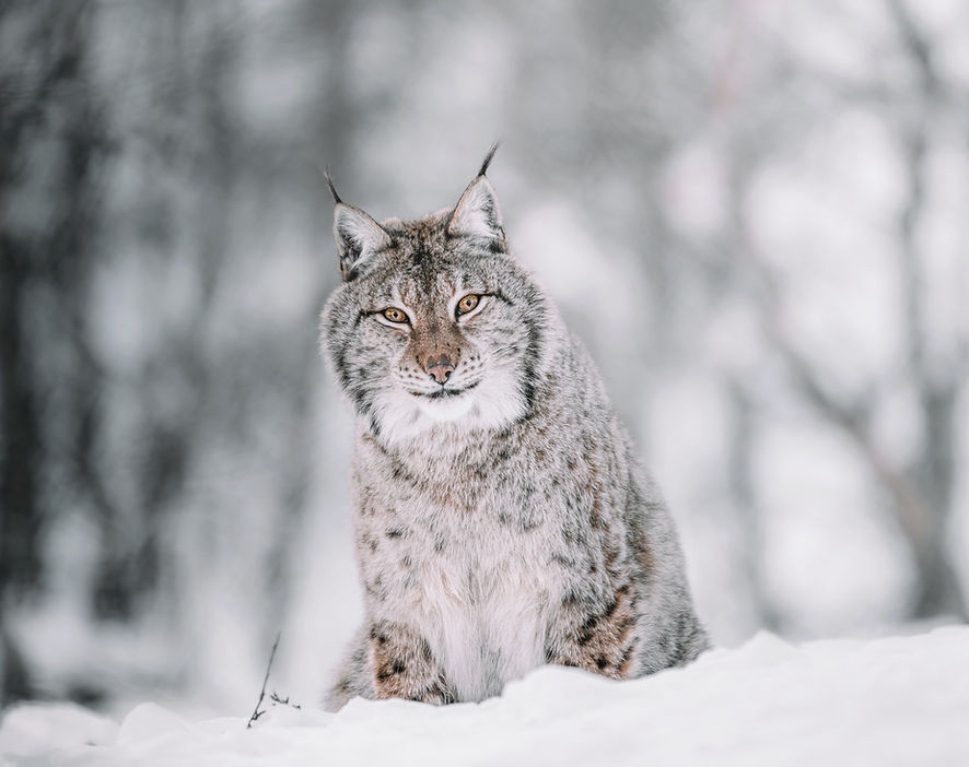 Canada Lynx