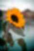 Image de Jusdevoyage