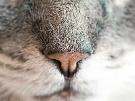 Le sens olfactif du chat