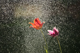 Two pink and orange tulips in the rain