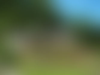What Are The Best Types Of Gardens, Features, and Trees For My Yard?