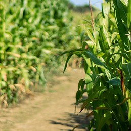 Corn Maze Luray VA