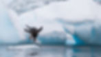 Antarctica - Penguin