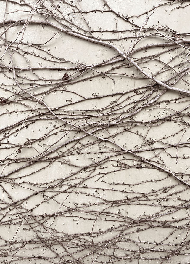 Image by Jannet Serhan