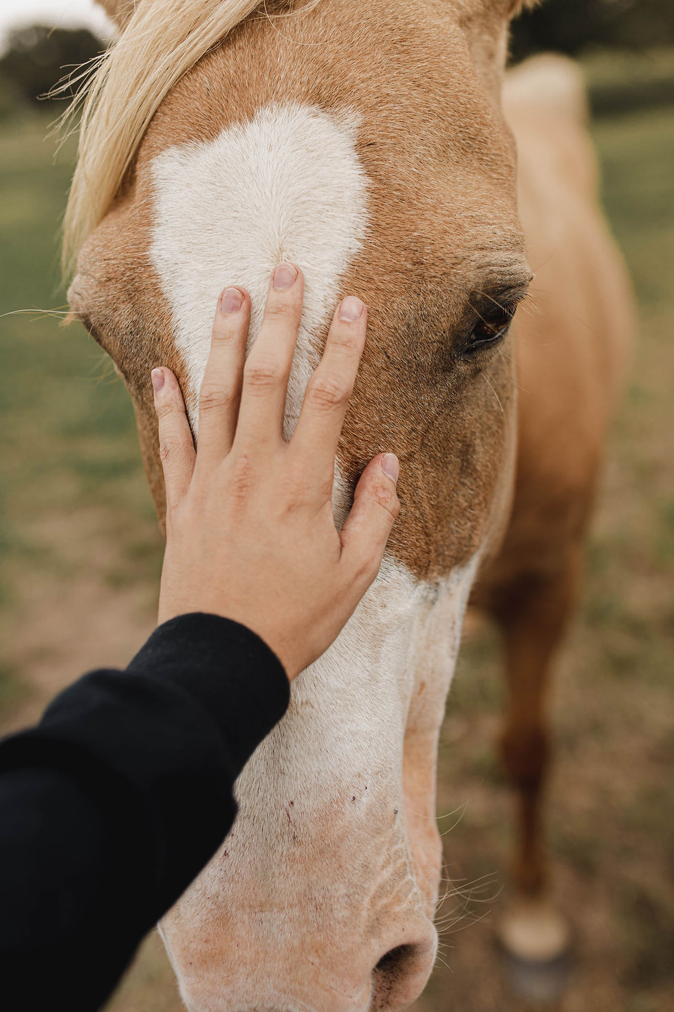 Held by the Herd: A Healing Retreat